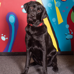 Fundraising Page: Mary Sutliff